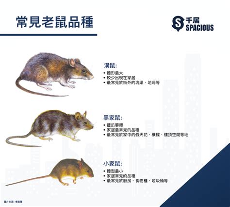 老鼠入屋寓意|风水五忌：老鼠进家的风水说法 家有老鼠风水说法